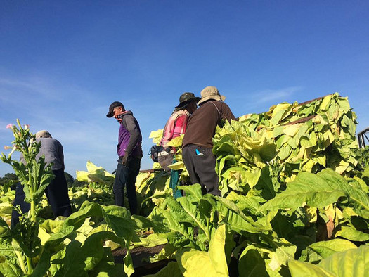 The International Union of Food, Agricultural, Hotel, Restaurant, Catering, Tobacco and Allied Workers' Associations (IUF) is calling for additional protections for tobacco farm workers in North Carolina and the rest of the world.  (UGA College of Ag/flickr)