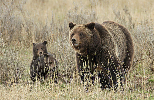 Estimates from 2016 found there are about 690 grizzly bears in the Greater Yellowstone Ecosystem. (Jim Peaco/Yellowstone National Park)