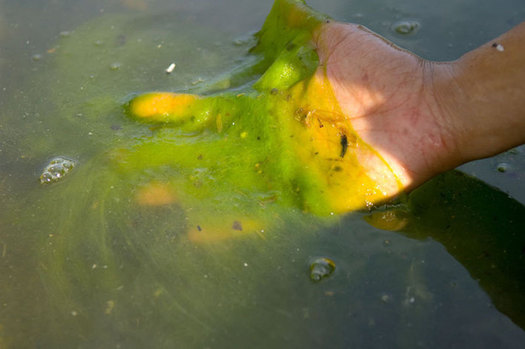 Every major bay and estuary on Long Island has been affected by algae blooms, oxygen depletion or both. (USEPA)