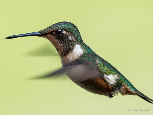 Research has shown the same pesticides that are wiping out bees are impacting hummingbirds as well. (foe.org)