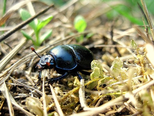 Bugs such as the beetle are integral to rejuvenating soil, also making them vital to people who work the land. (Pixabay)
