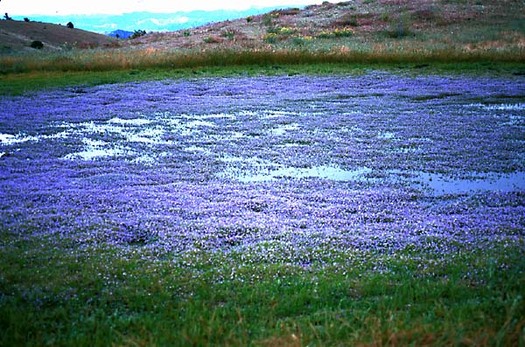 California's vernal pools may no longer be covered by federal anti-pollution laws if a Trump administration proposal goes forward. (California Native Plant Society)