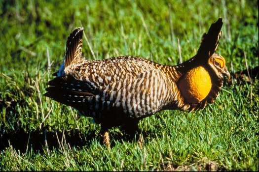 Conservationissts are worried that many of the endangered Attwater prairie chickens at a wildlife refuge near Houston may have perished in Hurricane Harvey. (U.S. Fish and Wildlife Service)
