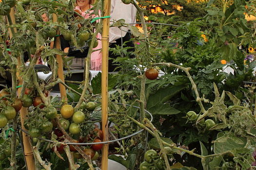 Local funders are working with anchor institutions to reinvigorate local communities by connecting low-income residents to jobs and converting hospital lawns into community gardens. (Geoff Peters/Wikimedia Commons)