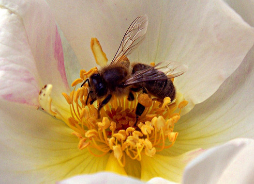 Experts refer to bees as indicator species because their decline could signal larger issues for the environment. (Mark Skipper/Flickr)