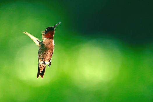 Ruby Red-throated hummingbirds are among the pollinators traveling through North Carolina during the fall in need of pollinating plants to help them survive their journey south. (Evangelio Gonzalez/Flickr)