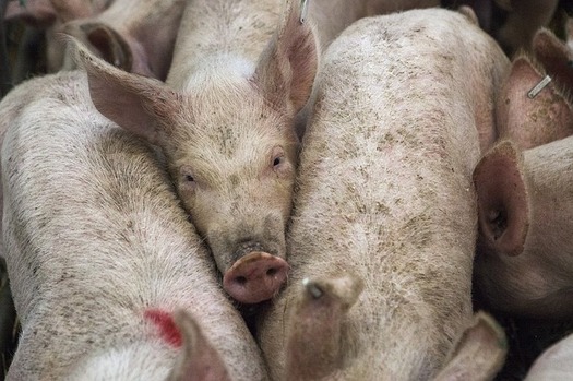 Some North Dakotans worry that two proposed, large-scale hog farms could push out small, family-owned operations. (afnewsagency/Flickr)