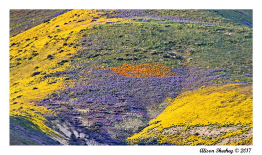 The Carrizo Plain National Monument is part of a proposed new wilderness area in Central California. (Alison Sheehey)