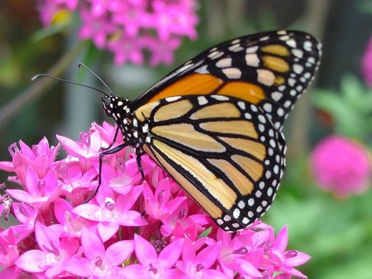 The Monarch butterfly thrives among flowering plants like milkweed. (Pixabay)