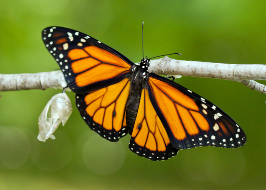 A Monarch butterfly, newly emerged from its chrysalis, stretches its wings in preparation prepare for its annual migration from Mexico to Canada. (GettyImages)