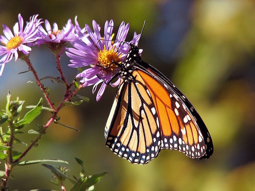 Populations of monarch butterflies and other pollinators have declined sharply. (PublicDomainPictures/Pixabay)