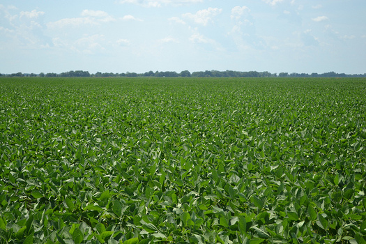 Soybeans are used as biofuels and grown in abundance in the Midwest. (United Soybean Board/Flickr)