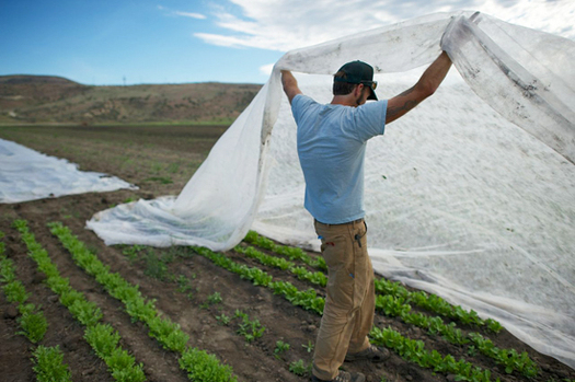 Peaceful Belly Farm participates in the Food is Medicine project to bring fresh produce to food insecure families.(Peaceful Belly Farm)