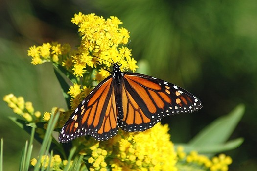 Pollinators such as Monarch butterflies, certain birds and bats are an integral part of the health of natural ecosystems and agriculture. (Bill Barlow/Pixabay)