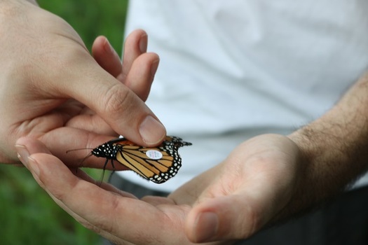 Volunteers tag Monarchs though programs sponsored by the Indiana Wildlife Federation. (indianawildlife.org)