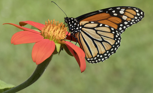 One third of all the food we eat is the direct result of pollinators such as the monarch butterfly, according to a Cornell study. (C Watts/Flickr)