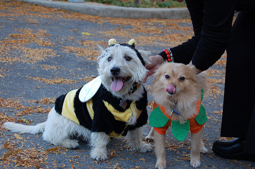 Pet costumes should be comfortable and not restrict the animal's natural movement. (Brett Neilson/Flickr)