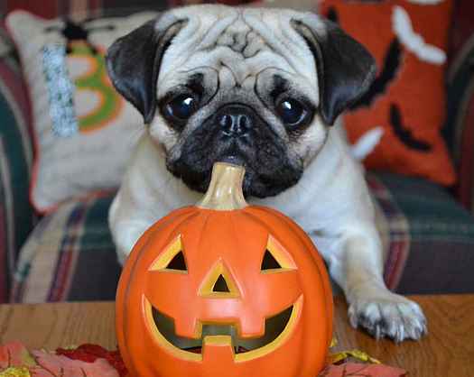 Staying inside away from the commotion of trick-or-treating is sometimes the best option for dogs on Halloween. (DaPuglett/Flickr)