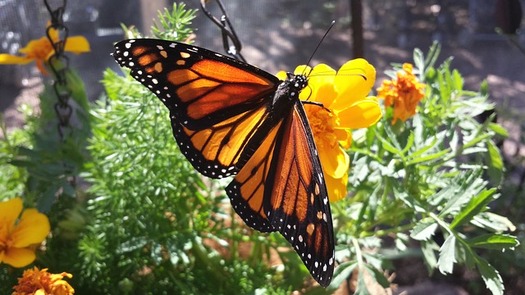 Iowa is one of six states that have made a commitment to provide habitats for monarch butterflies and other pollinators along Interstate 35. (StarbuckATC/Pixabay)