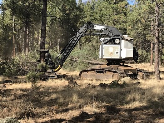 Crews are thinning trees in Chimney Springs, in the Kaibab National Forest near Flagstaff. (Steve Horner)