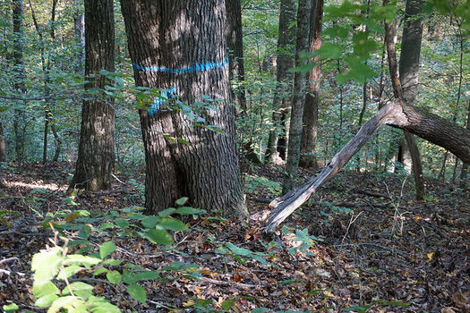 A timber sale in some of Indiana's most popular forests begins on Nov. 9. (Dave Simcox)
