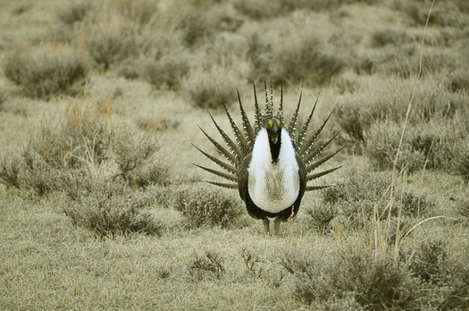 Wyoming's sagebrush sea is home to the iconic bird known for its bold mating rituals, as well as elk, pronghorn and golden eagles. (Pixabay)