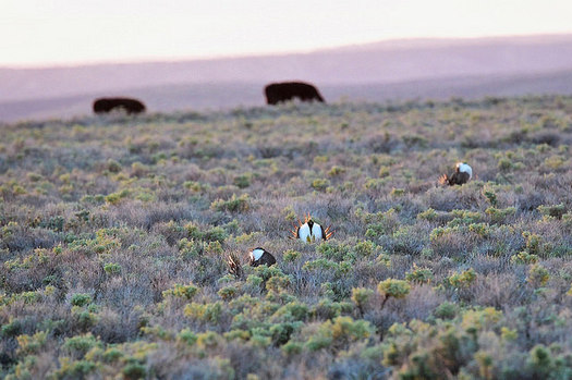 Protections for sage grouse include provisions for ranchers to graze their animals. (Ken Miracle/U.S. Department of Agriculture)