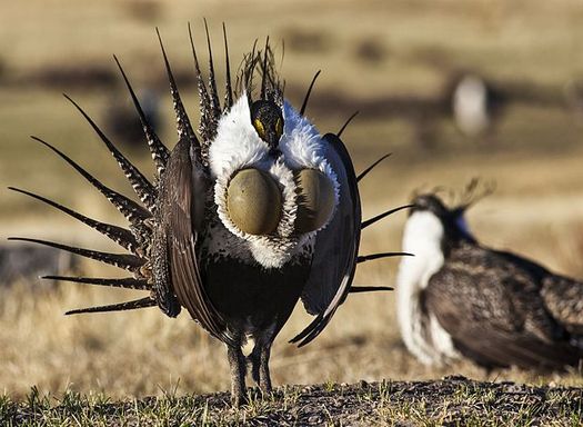 The Trump administration is considering changes to an Obama-era conservation plan for the sage grouse, a bird famous for its mating dance. (BLM)