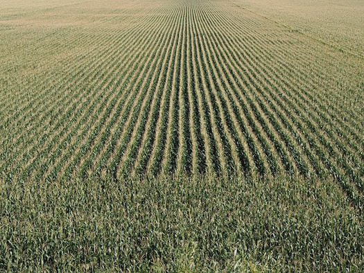 More than 7 million acres of grassland and forest has been converted to agricultural production for ethanol production. (Ratfink1973/Pixabay)