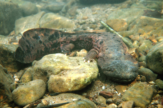The Eastern Hellbender is the largest salamander in North America. (Mike Pinder/Chesapeake Bay Foundation)