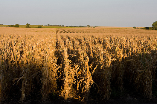 In Nebraska, 500 million bushels of grain a year are needed for ethanol production. (United Soybean Board/Flickr)