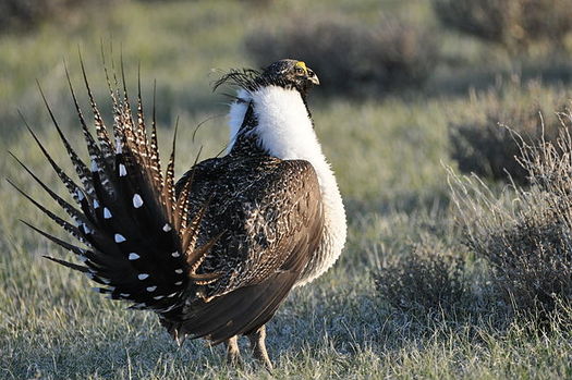 The deadline for public comments on changes to sage-grouse habitat conservation plans was extended to Friday. (USFWS)