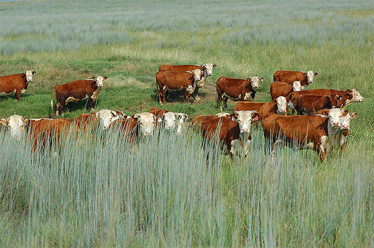 Rotational grazing of cattle could help soil better sequester carbon and help fight climate change. (U.S. Department of Agriculture/Flickr)