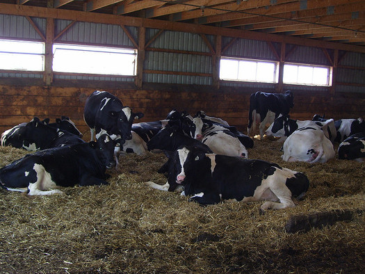 In recent decades, dairy production has shifted from the pasture to indoor confinement. (Mike Bowler/Flickr)