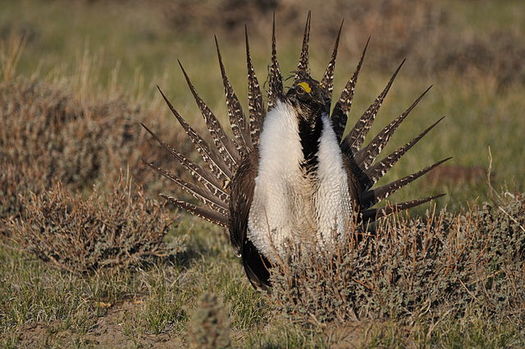 The deadline for public comments on changes to sage-grouse habitat conservation plans was extended to Friday. (Pixabay)