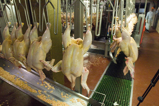 The current limit for line speeds in poultry processing factories is 140 birds per minute. (U.S. Department of Agriculture/Flickr)