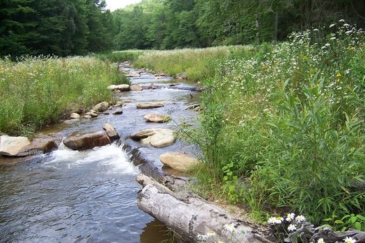 Resource Institute is one nonprofit managing to push forward with conservation work under the Trump administration. The organization emphasizes job creation as a means to garner support. (Resource Institute)