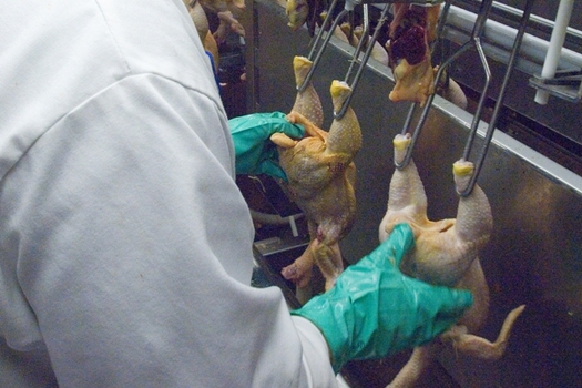 Food safety advocates say faster line speeds would jeopardize the safety of poultry workers, as well as the safety of the finished product. (U.S. Dept. of Agriculture/Flickr)
