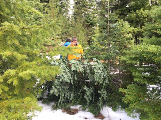 Washington state ranks fourth in the nation for Christmas tree production. (Brian Mize/The Nature Conservancy)