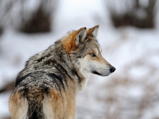 The large populations of gray wolves that once roamed the Southwest were killed off because of the threat they posed to cattle ranchers. (earthjustice.org)