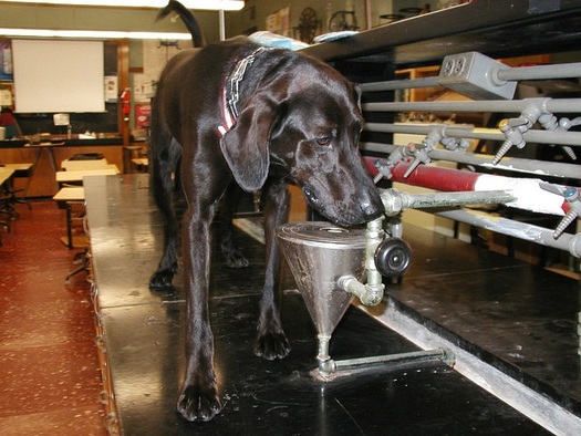 Clancy was a lab/hound mix trained to sniff out mercury in schools. (MPCA)