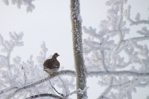 Wildlife management plans in Washington have helped conserve the sharp-tailed grouse, but not all threatened species are so lucky. (tuchodi/Flickr)