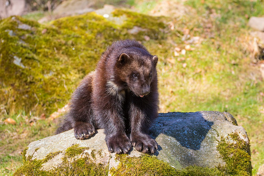Conservation efforts in Idaho helped recover wolverine populations. (Susanne Nilsson/Flickr)