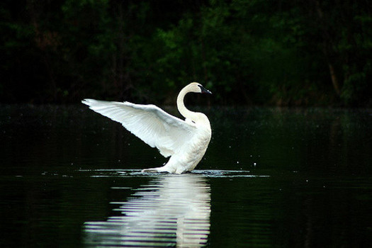 Trumpeter swan populations are in decline in South Dakota, according to the state. (Cecil Sanders/Flickr)