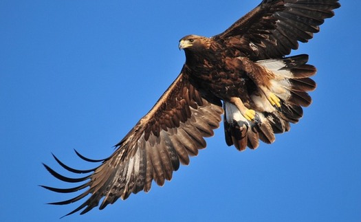 The golden eagle has been identified as one of many iconic wildlife species in need of greater protections in Colorado. (Pixabay)