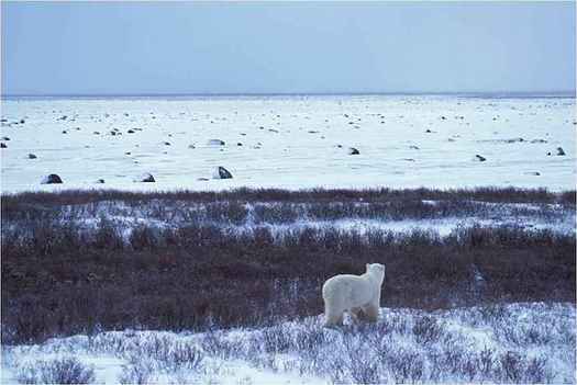 The final tax bill keeps a provision opening the Arctic National Wildlife Refuge to oil drilling. (U.S. Fish and Wildlife Service)