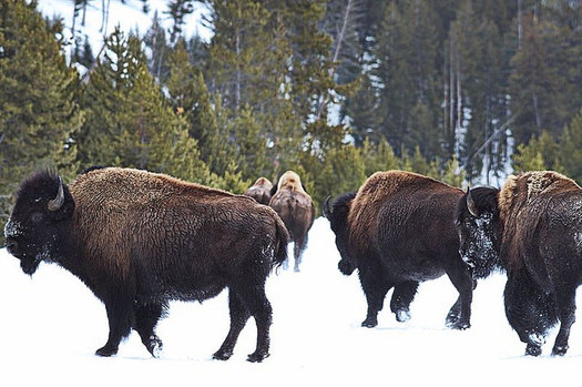 There are no cases of bison transferring the disease brucellosis to livestock, studies show. (Debeo Morium/Flickr)