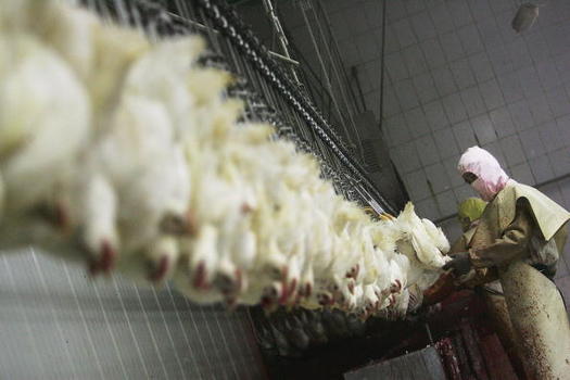 Food-safety advocates say faster production-line speeds would jeopardize the safety of poultry workers, as well as the safety of the finished product. (Getty Images)