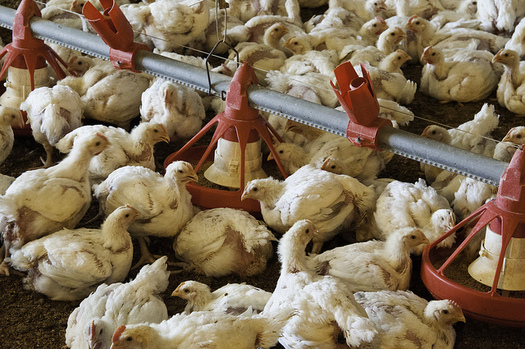 Ohio's annual broiler chicken production is valued at $277 million. (U.S. Department of Agriculture/Flickr)