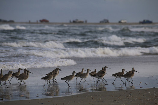 Drilling off the coast of North Carolina is predicted to harm wildlife and discourage the tourism and fishing industry. (Michael Herzog/flickr)